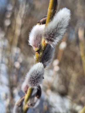 ���� ��������: �����