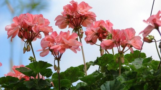 ���������� ������ ���������� ���������� ��� ������ ��������