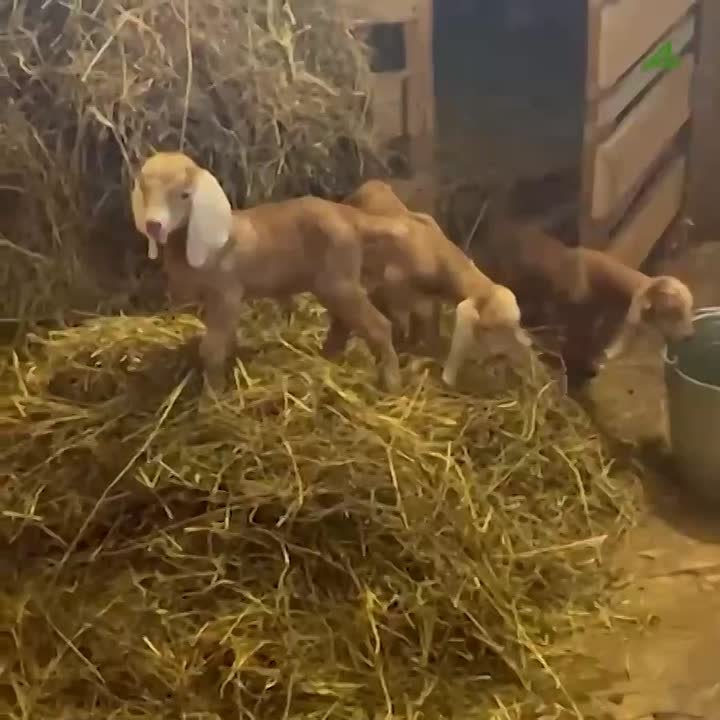 Козьи морды, которые вас точно очаруют