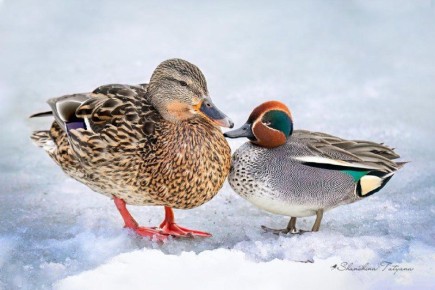 ����������� ��������: ����� ��������� ������ �������� ������ �������� ��������� �� �������� �������