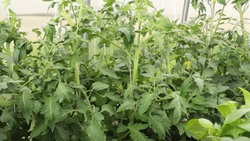 ��� ���� ������� ������� ������ ���� �������: �������� ����