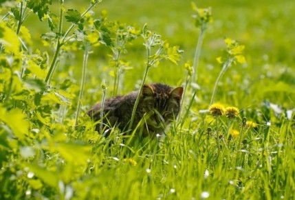 Какая погода ждет Центральную Россию в мае?