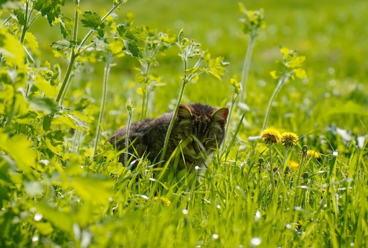 Какая погода ждет Центральную Россию в мае?