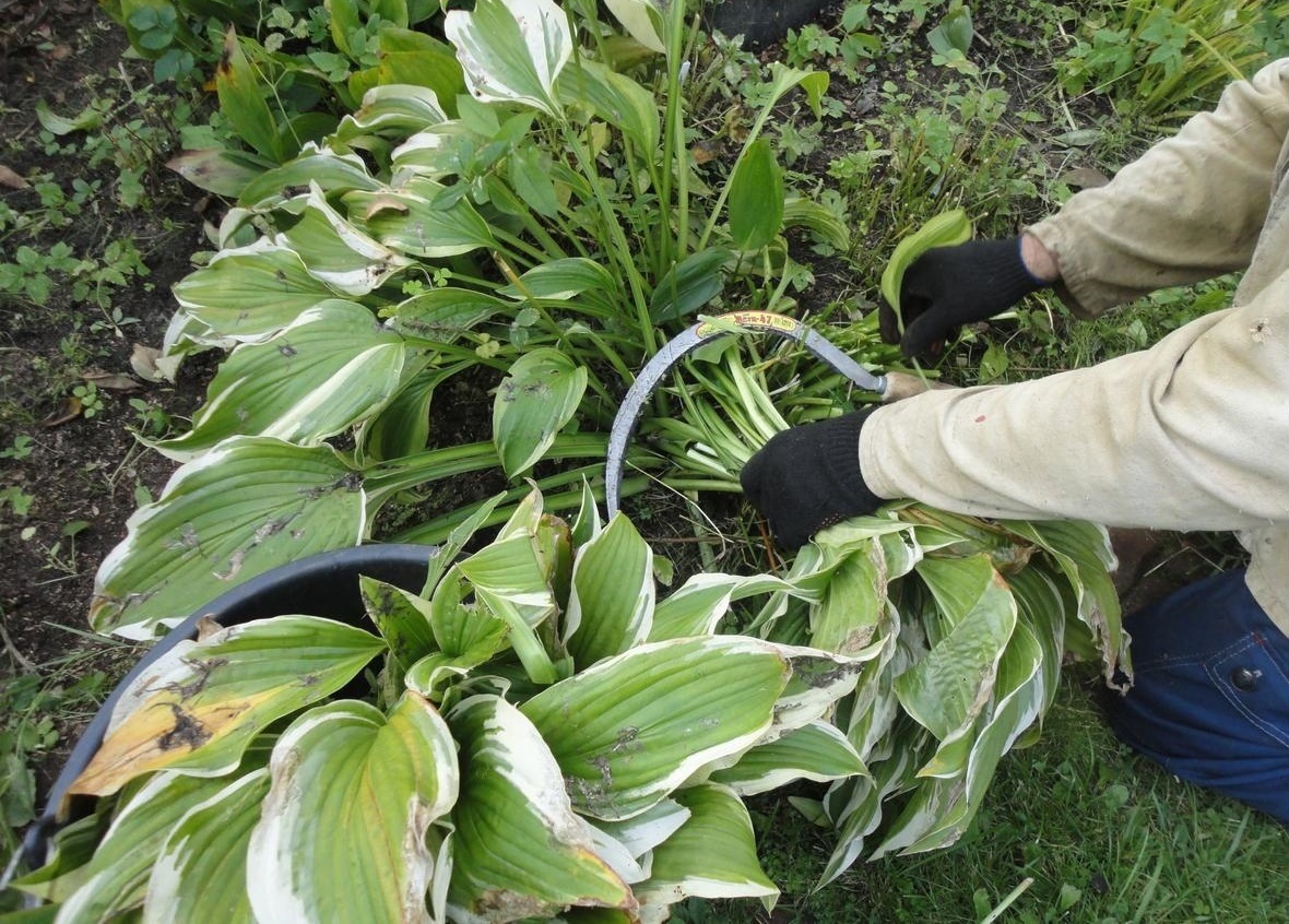 Когда и как обрезать растения: шаг за шагом к зимнему покою в саду