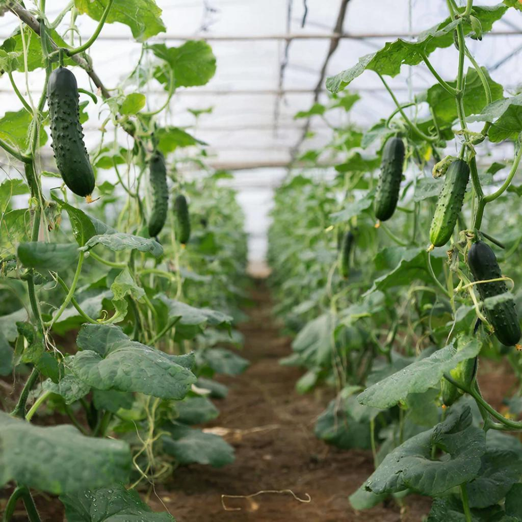 Почему вянут листья огурцов в теплице: поводы для беспокойства и способы решения проблемы