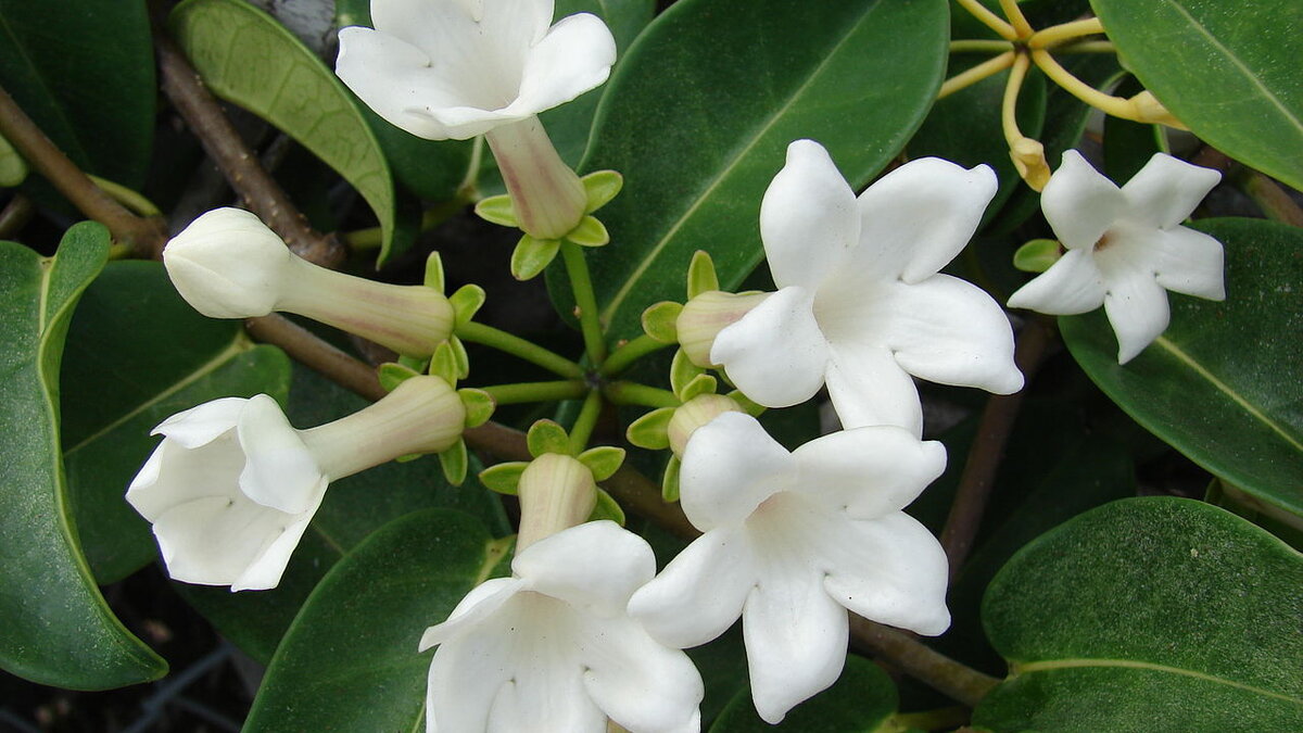 Как вернуть цветение комнатных растений: простые советы