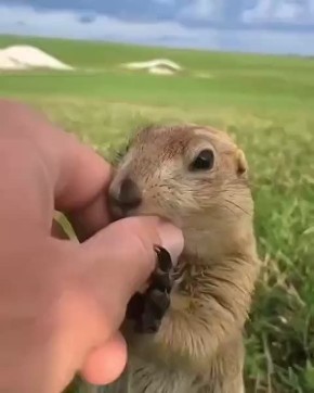 ������� ������ � ����� ����� �������