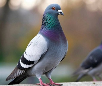 Штраф до 3 000 рублей можно получить за подкормку голубей во дворах, сообщает юрист Ольга Ошкина