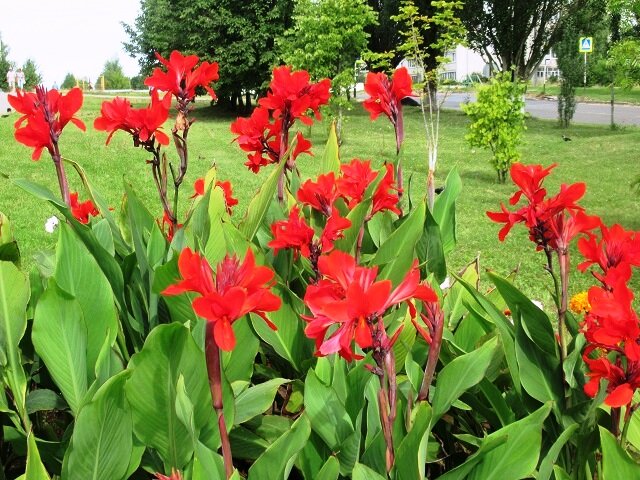 Как правильно хранить канны: советы для садоводов