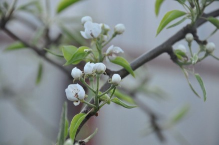 Ошибки весны: что может стоить вам урожая