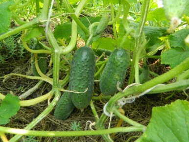 ������ ��������� ���������: ��� ������ � 1 �� 7 ����