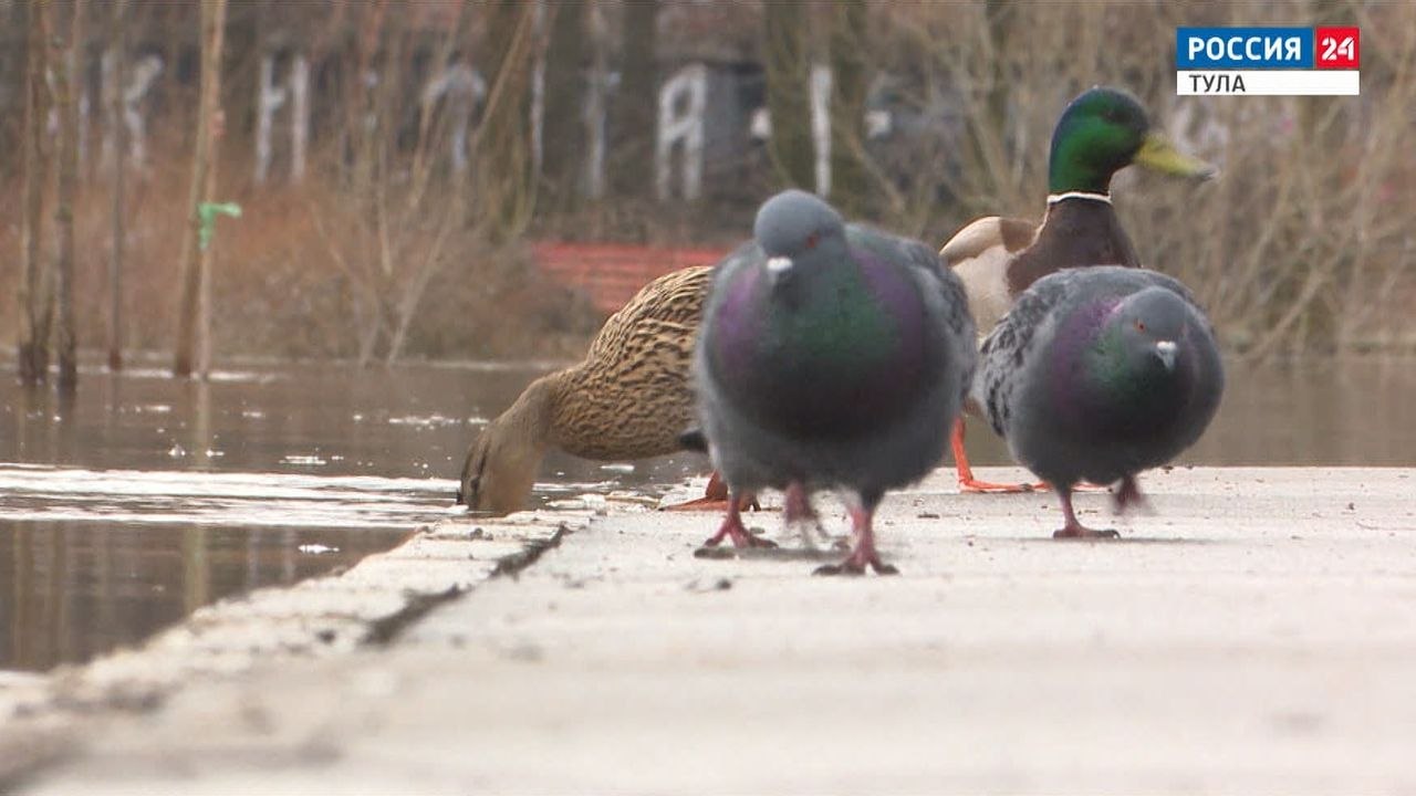 За кормление голубей во дворе могут оштрафовать