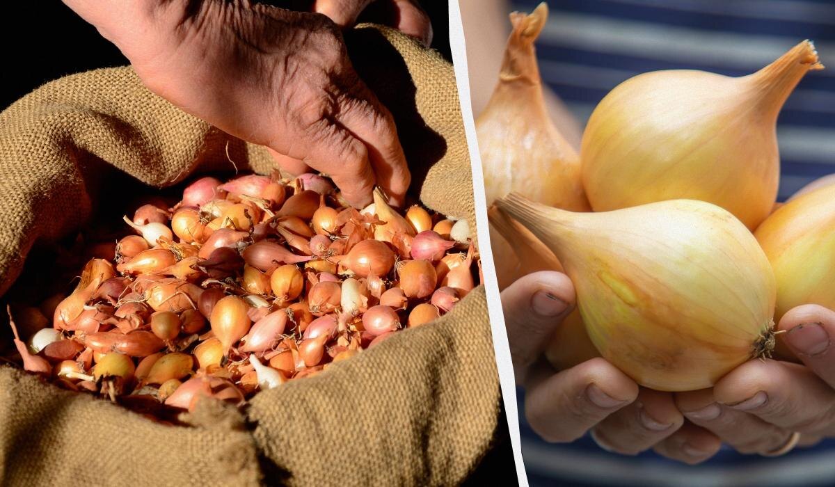 Как замочить озимый лук перед посадкой: советы опытных огородников