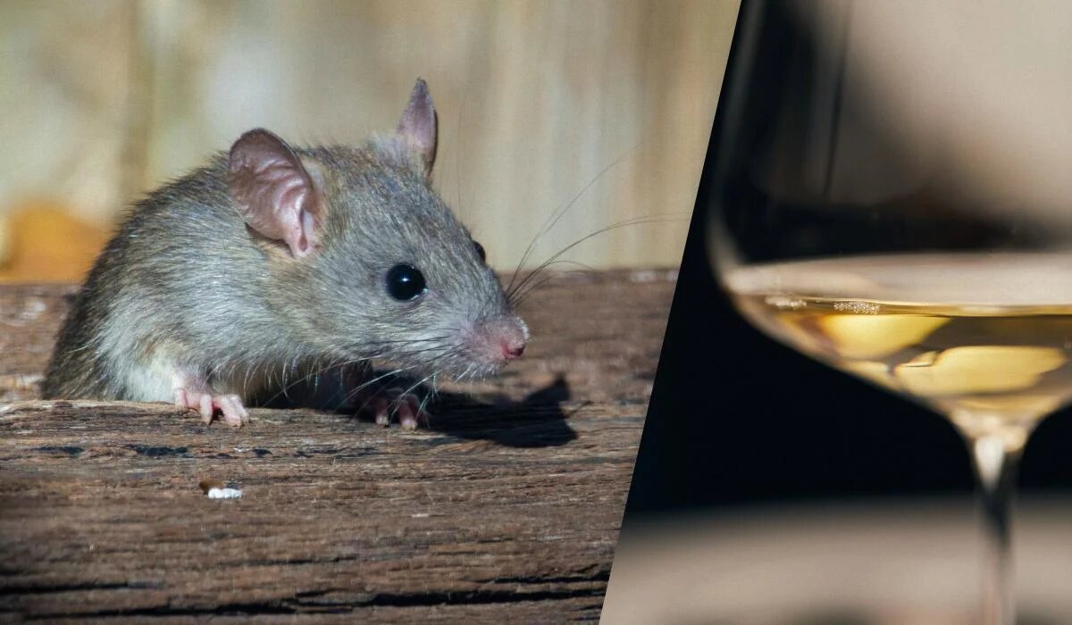 Крысы как сомелье: неожиданное открытие ученых