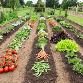 Естественная защита огорода: привлекаем полезных насекомых