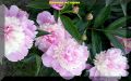 Эффективные секреты ухода за пионами в начале июня