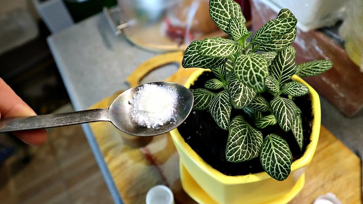 Как аспирин делает цветы зимними чемпионками красоты и здоровья