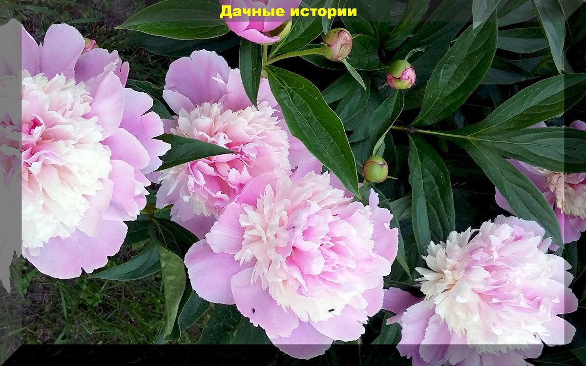 Эффективные секреты ухода за пионами в начале июня