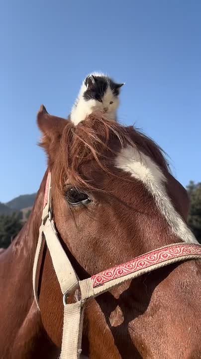 Вы когда-нибудь видели такого милого наездника?