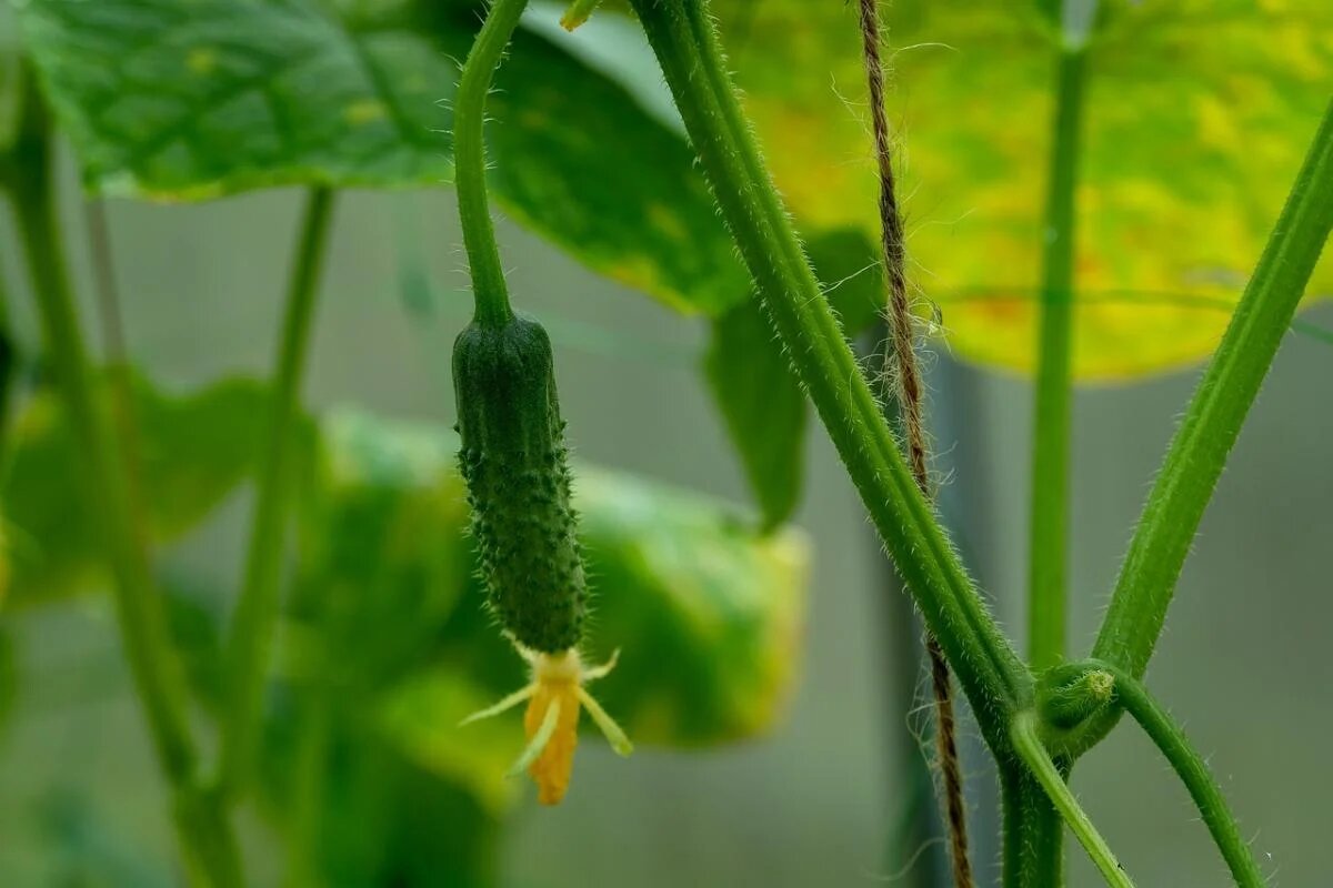 Как получить нереально высокий урожай огурцов в июле