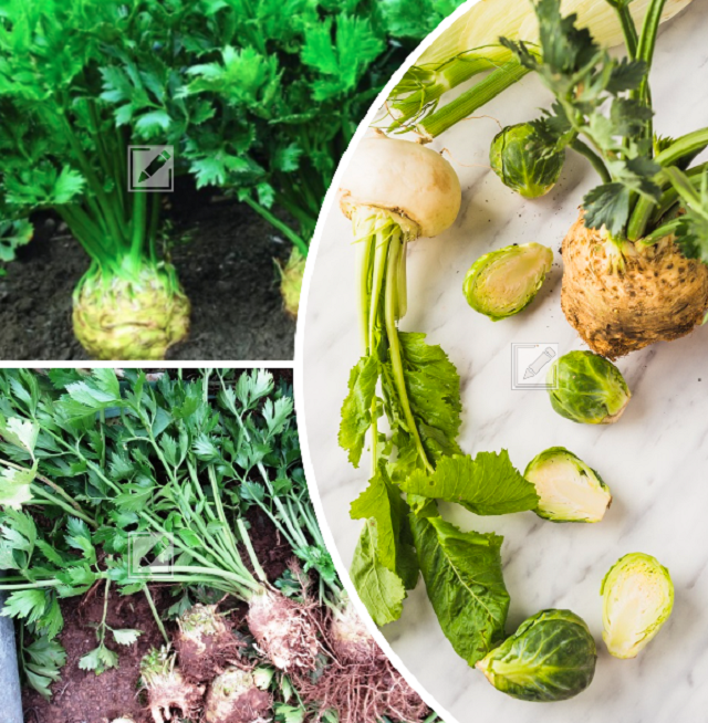 Когда высаживать рассаду корневого сельдерея: советы и секреты