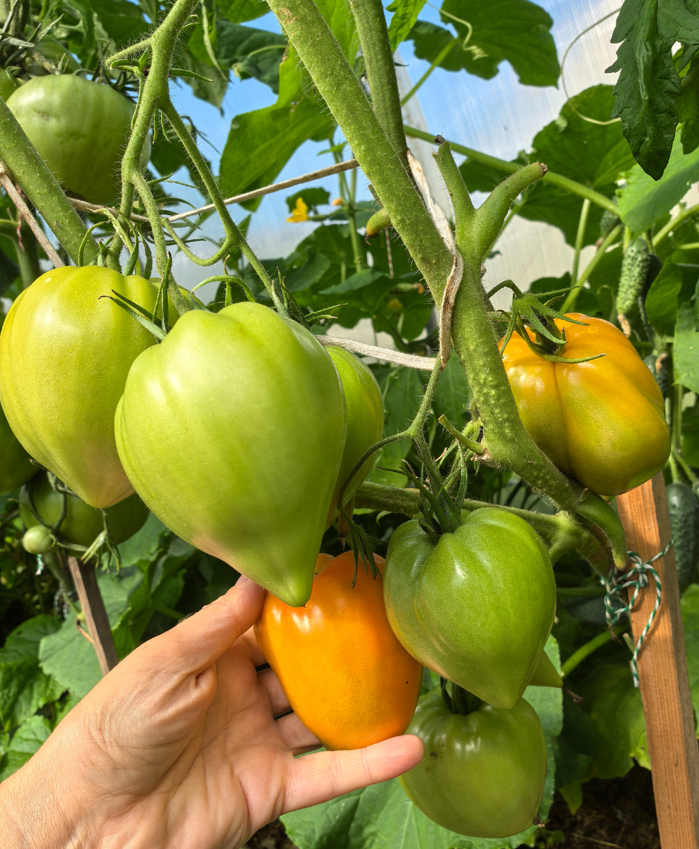 Томатный бум: как добиться идеального урожая в 2026 году