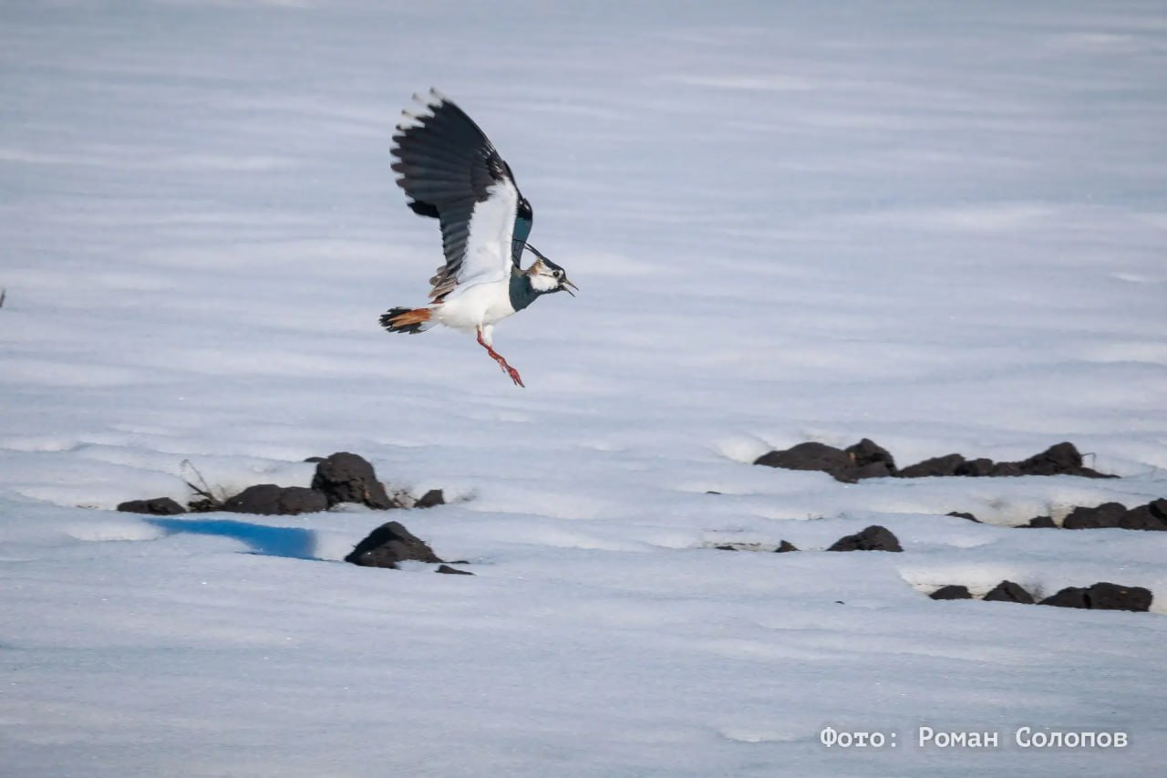 Они вернулись: кулики прилетели после зимовки на Куликово поле Они вернулись: кулики прилетели после зимовки на Куликово поле