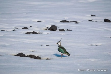 Они вернулись: кулики прилетели после зимовки на Куликово поле
