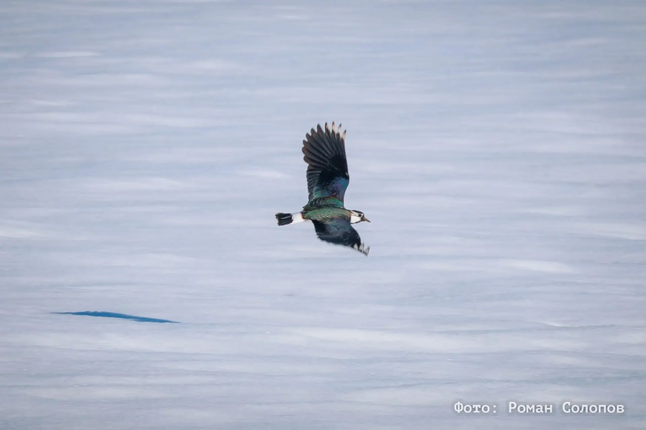 Они вернулись: кулики прилетели после зимовки на Куликово поле Они вернулись: кулики прилетели после зимовки на Куликово поле