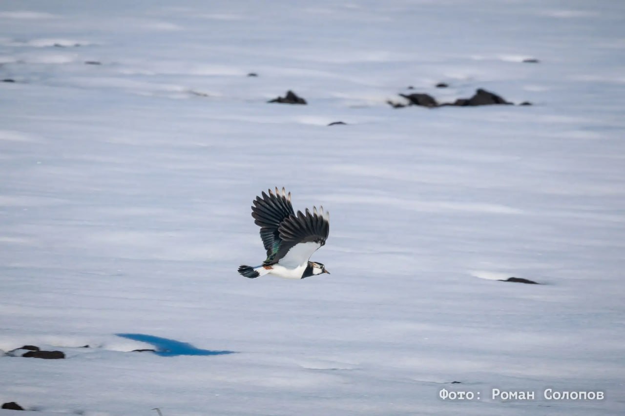 Они вернулись: кулики прилетели после зимовки на Куликово поле Они вернулись: кулики прилетели после зимовки на Куликово поле