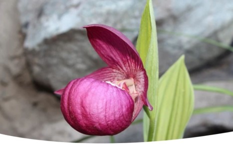 ��� ��������� ������� ������� ��������: ������� � ������������ �����