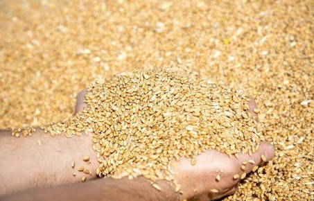 Россельхознадзор аннулировал декларацию на 540 тонн пшеницы из Ефремовского района