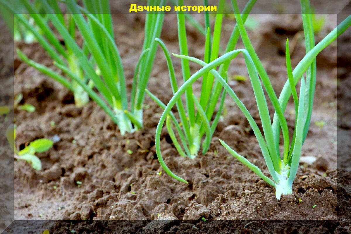 Тонкости весенней посадки лука и экологический способ борьбы с луковой мухой
