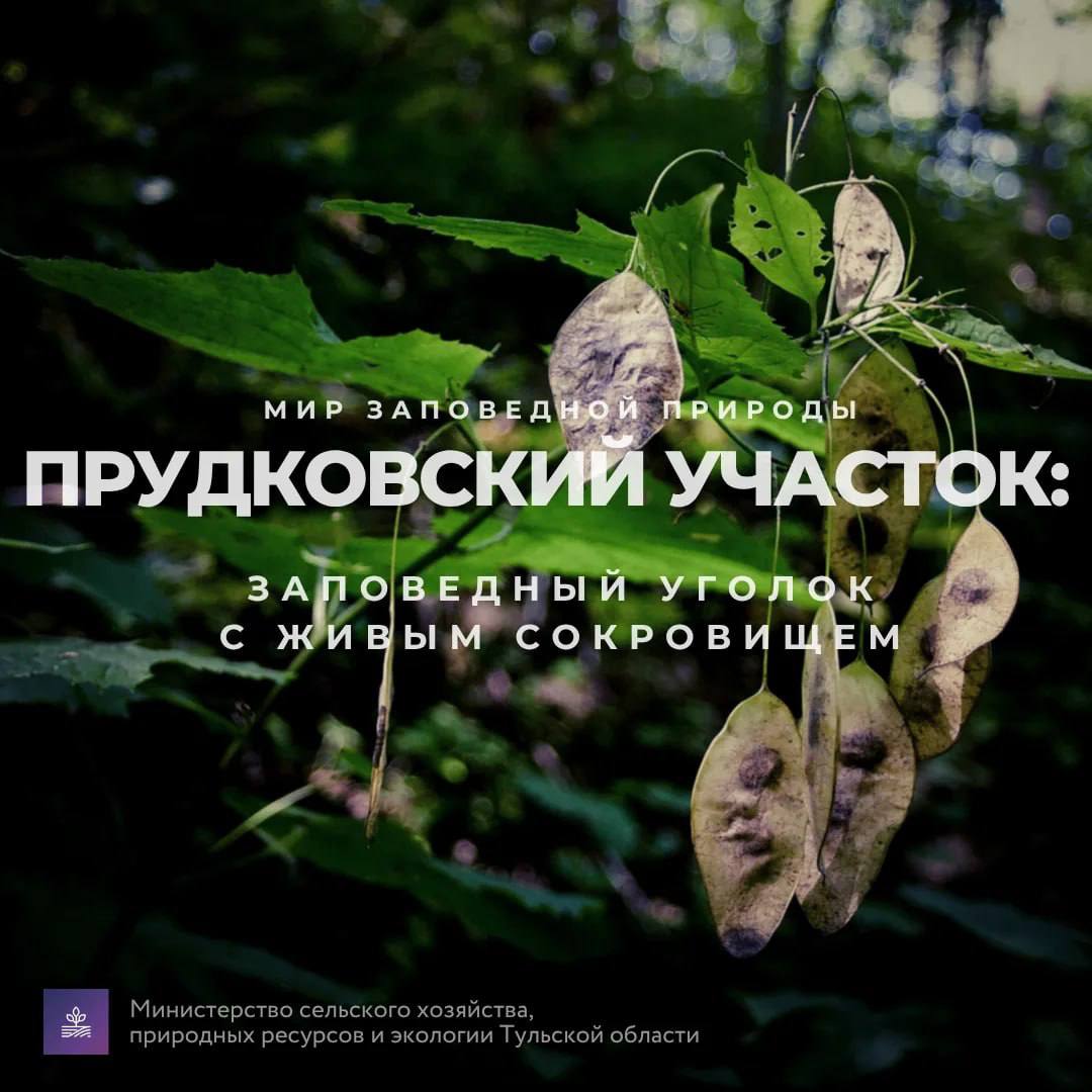 Дмитрий Миляев: #Красотародногокрая. Прудковский участок: заповедный уголок с живым сокровищем
