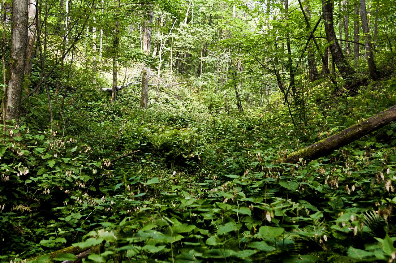 Дмитрий Миляев: #Красотародногокрая. Прудковский участок: заповедный уголок с живым сокровищем Дмитрий Миляев: #Красотародногокрая. Прудковский участок: заповедный уголок с живым сокровищем