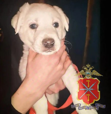 Минус щенок, плюс срок: В Новомосковске рецидивист забрался в чужую квартиру и украл щенка лабрадора