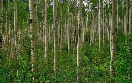 Необычные свойства осины: как дерево помогает в лечении