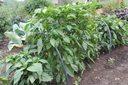 ���� ������: ��� ��������� ������������ ����� �������� �����