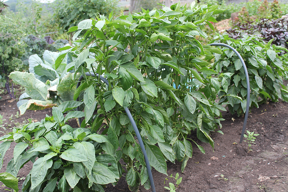 Царь Салтан: Как вырастить изумительные плоды сладкого перца