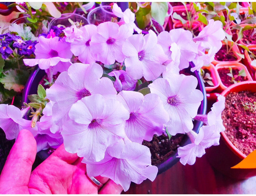 Как вырастить цветущую рассаду: секреты успешного ухода за любимыми растениями