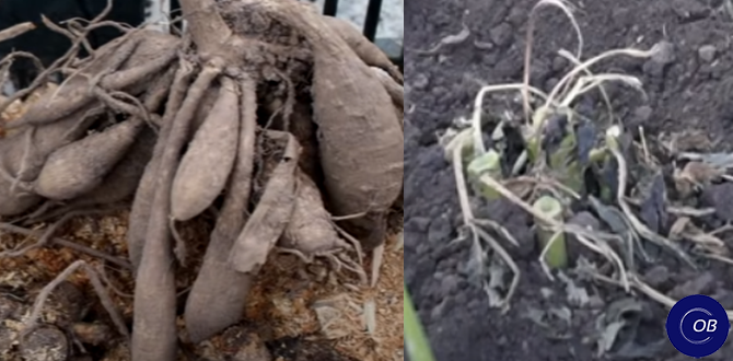 Секреты успешного хранения георгинов зимой: советы для садоводов