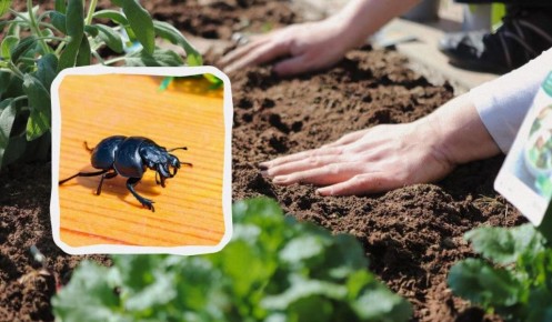 ������� ������ � �����-���������: ��� ����� � ���� ������ ��� ������