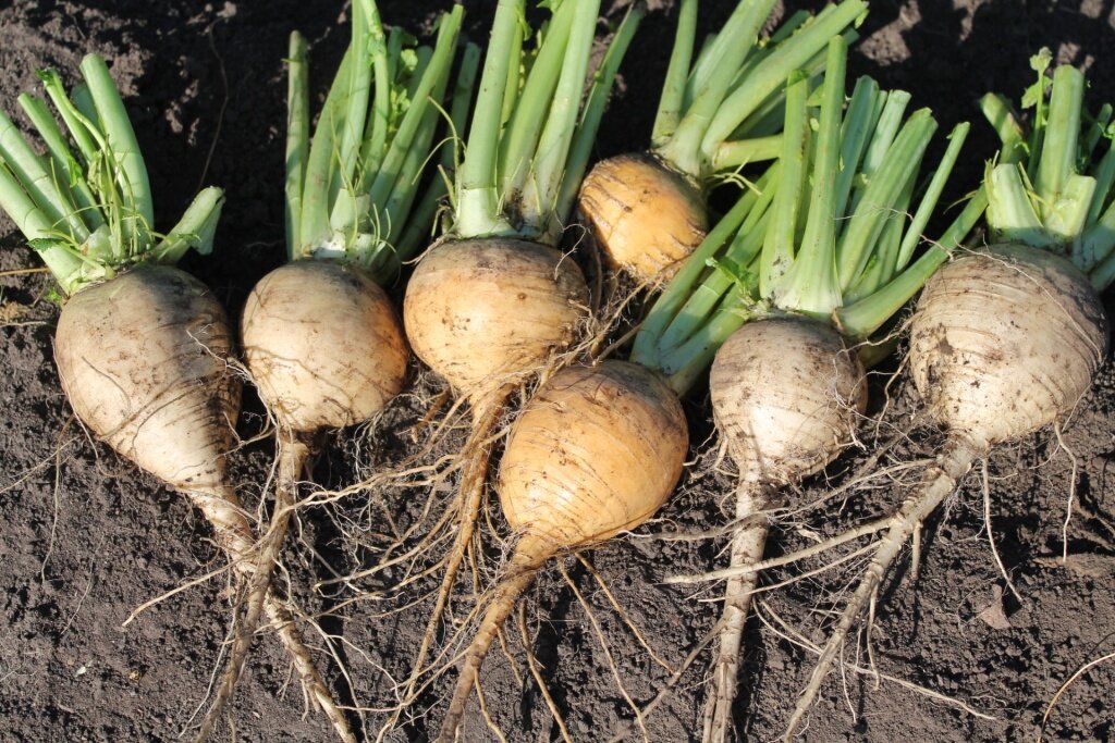 Репа «Гинга»: от сказки на ваш стол