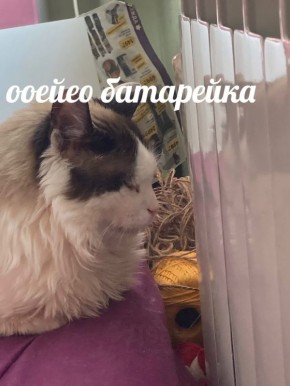 � �������� ������� ��������� �����: � ������ �� ��������� ���������?