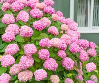 ���������: ������� �������� ��������� �� �������