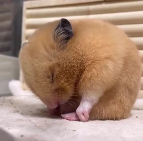 ����� ������� ���������� �� 5 ����� �� ������, � ��������� �� ������� �� ����