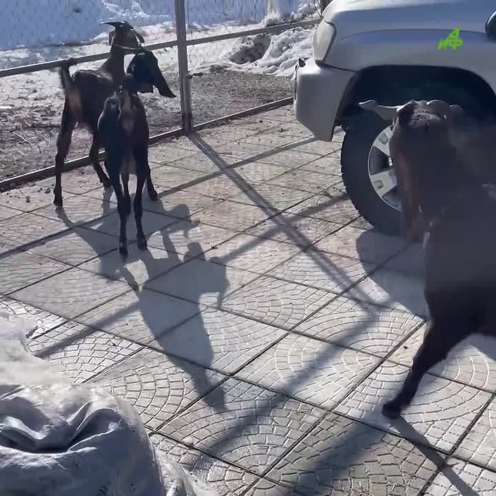 ������������� ����� ������� �� �������� � �������� ������� �������� � ������� ����� ������� ����������� � ������ ��������� �������