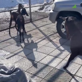 ������������� ����� ������� �� �������� � �������� ������� �������� � ������� ����� ������� ����������� � ������ ��������� �������