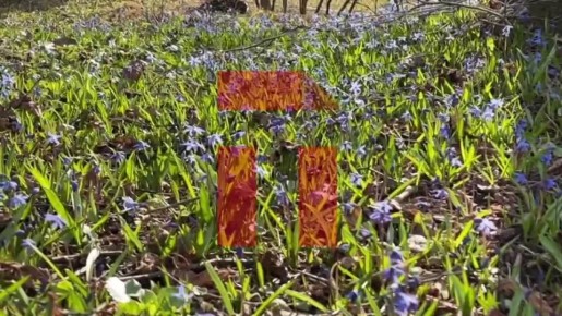 В Ясной Поляне распустились редкие «голубые подснежники»