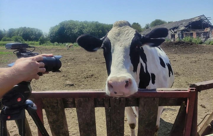 Тульская область нарастила производство мяса на 15,7% в 2025 году